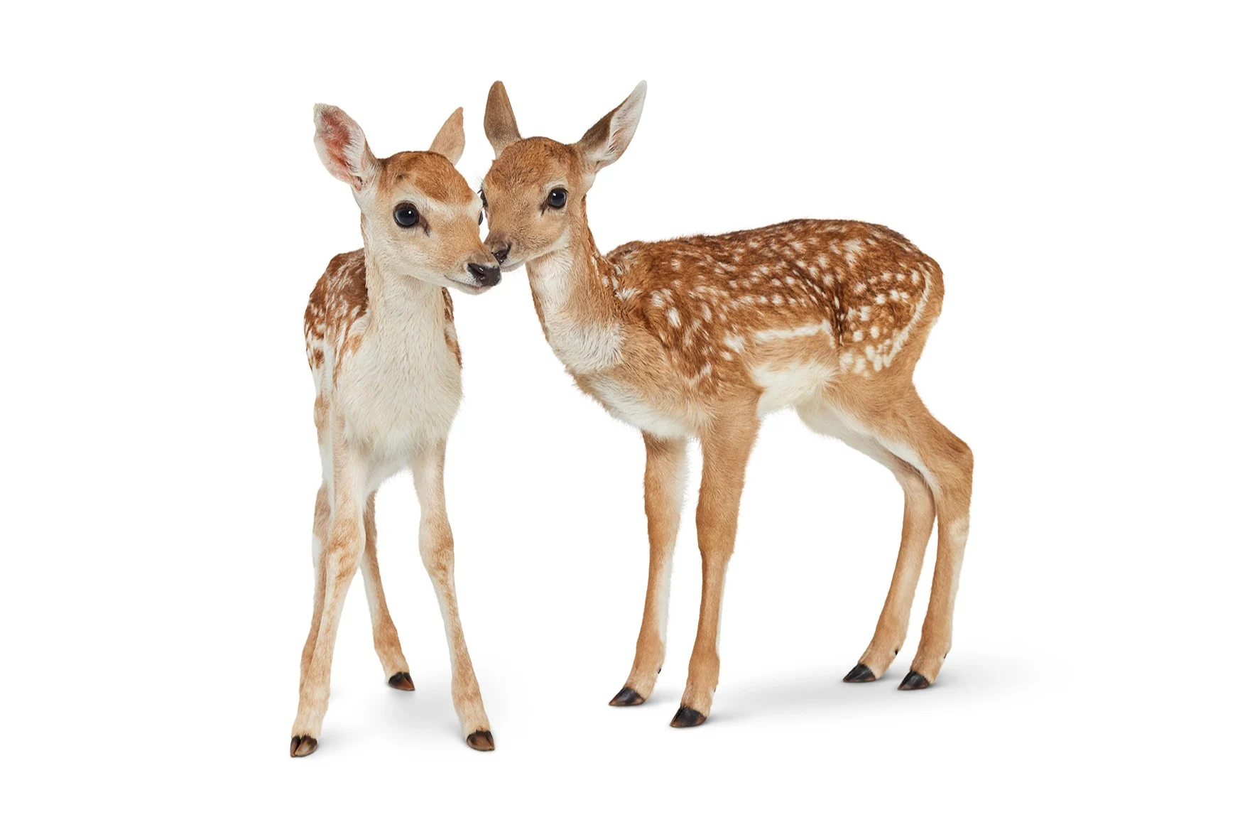 Two fawns kissing.
