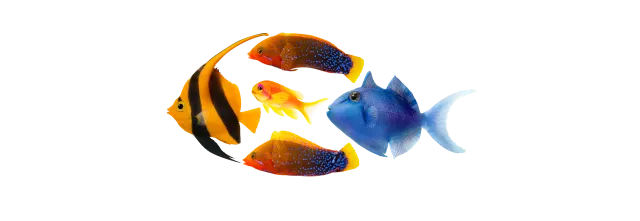 Two fish swimming.