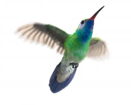 Hummingbird Flying Diagonal Up Right LR RGB